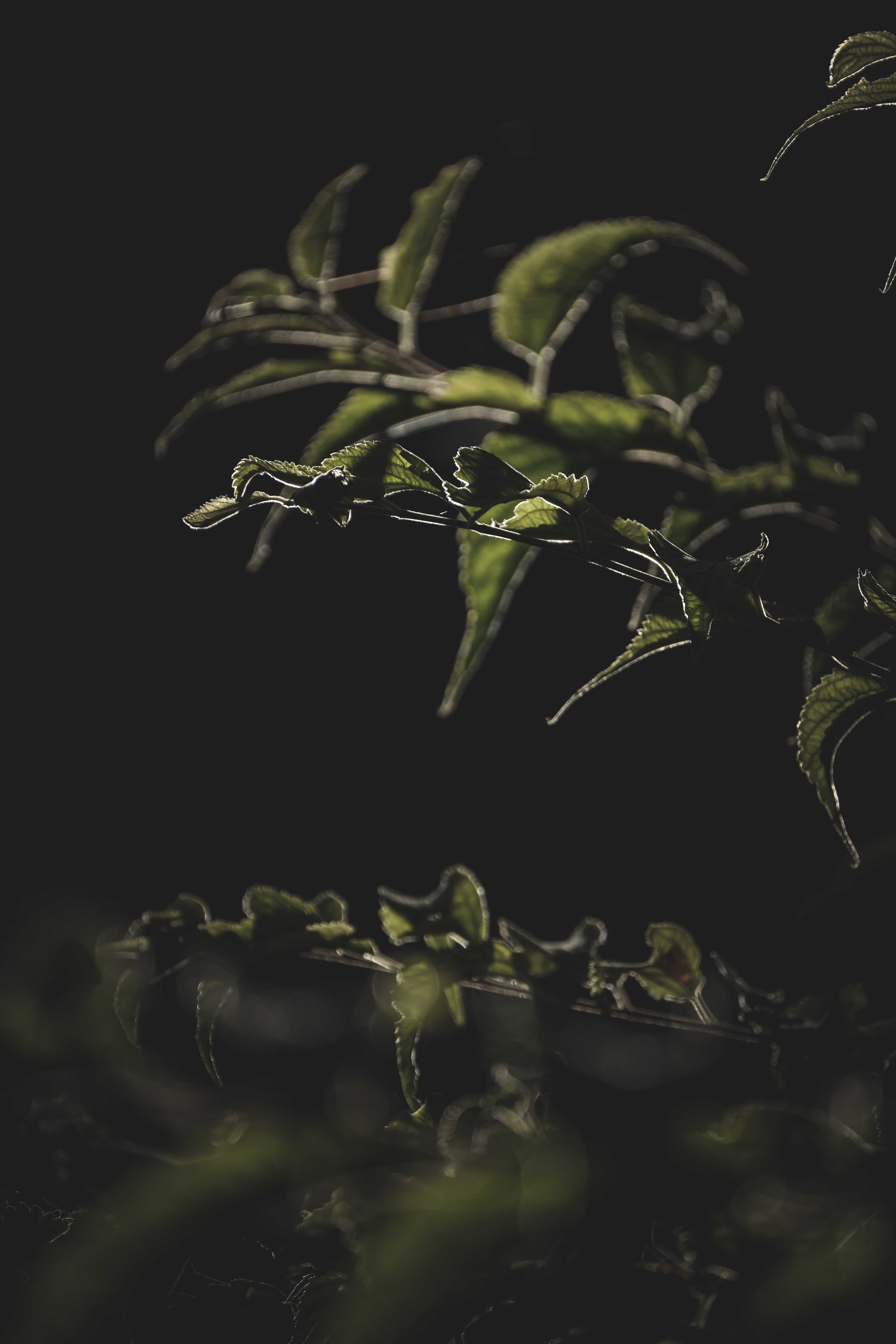 Green leaves caught by a low, raking light against a near-black background